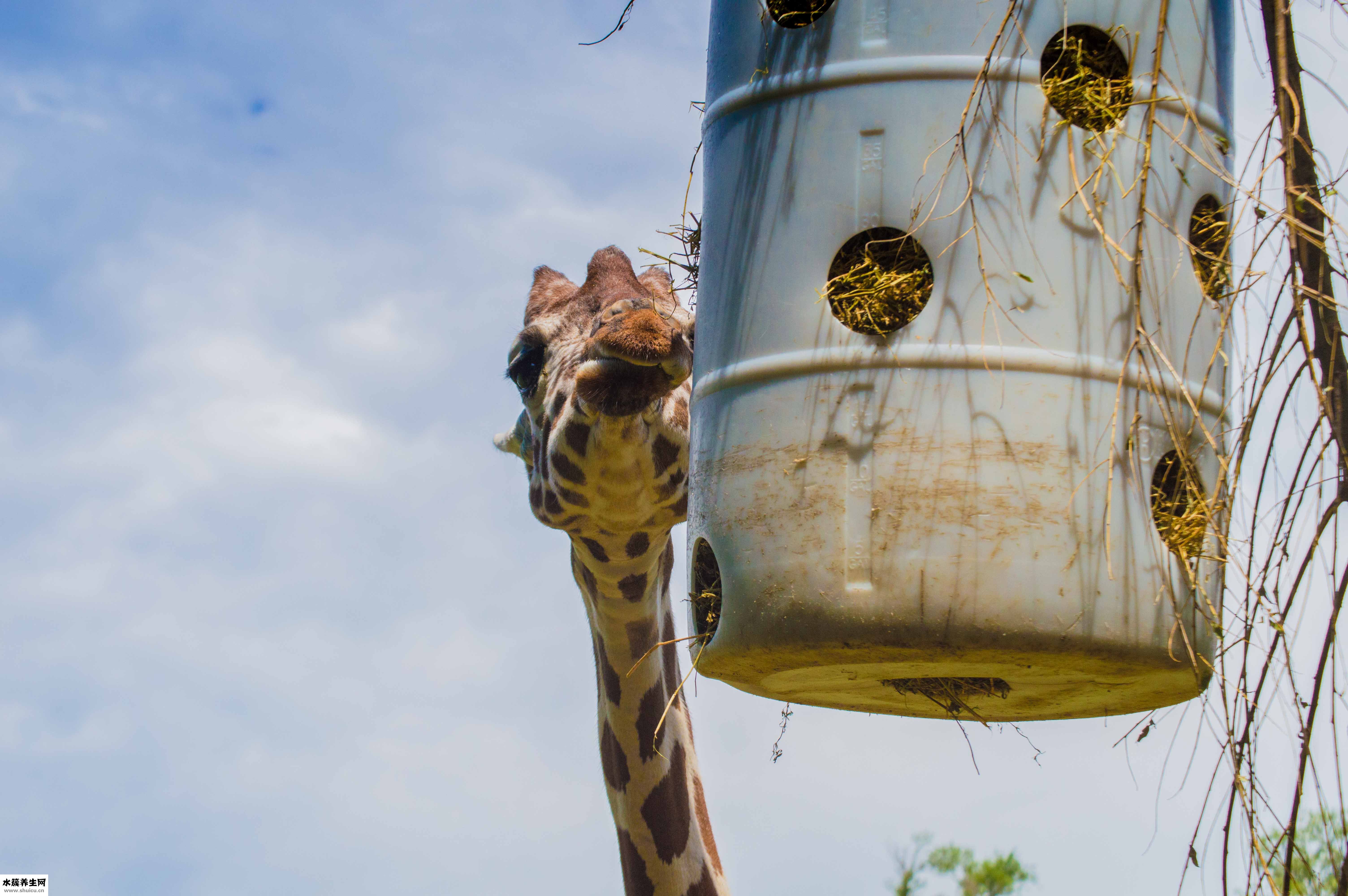 普蓝色外衣怎么样