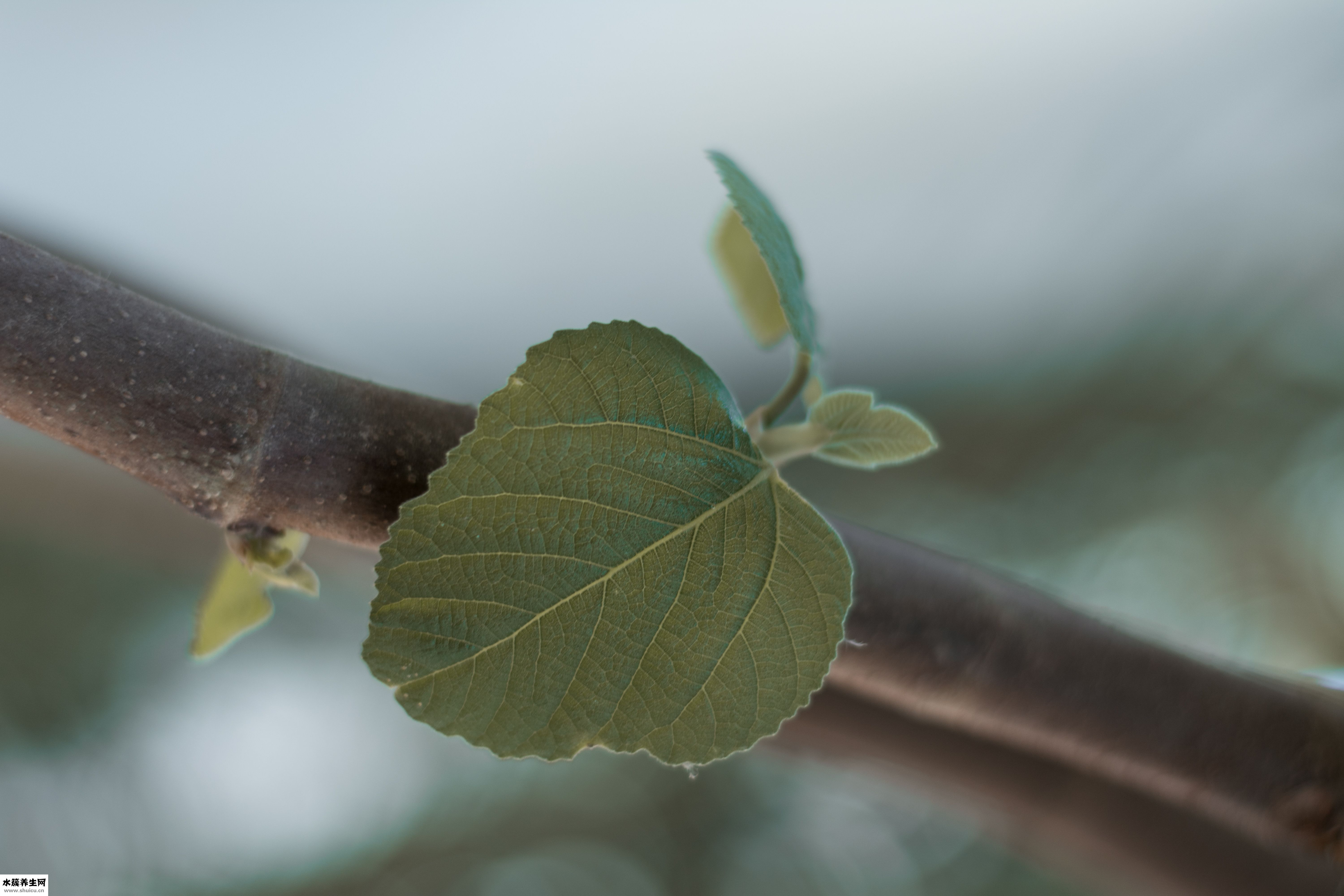 腿毛掉了会怎么样