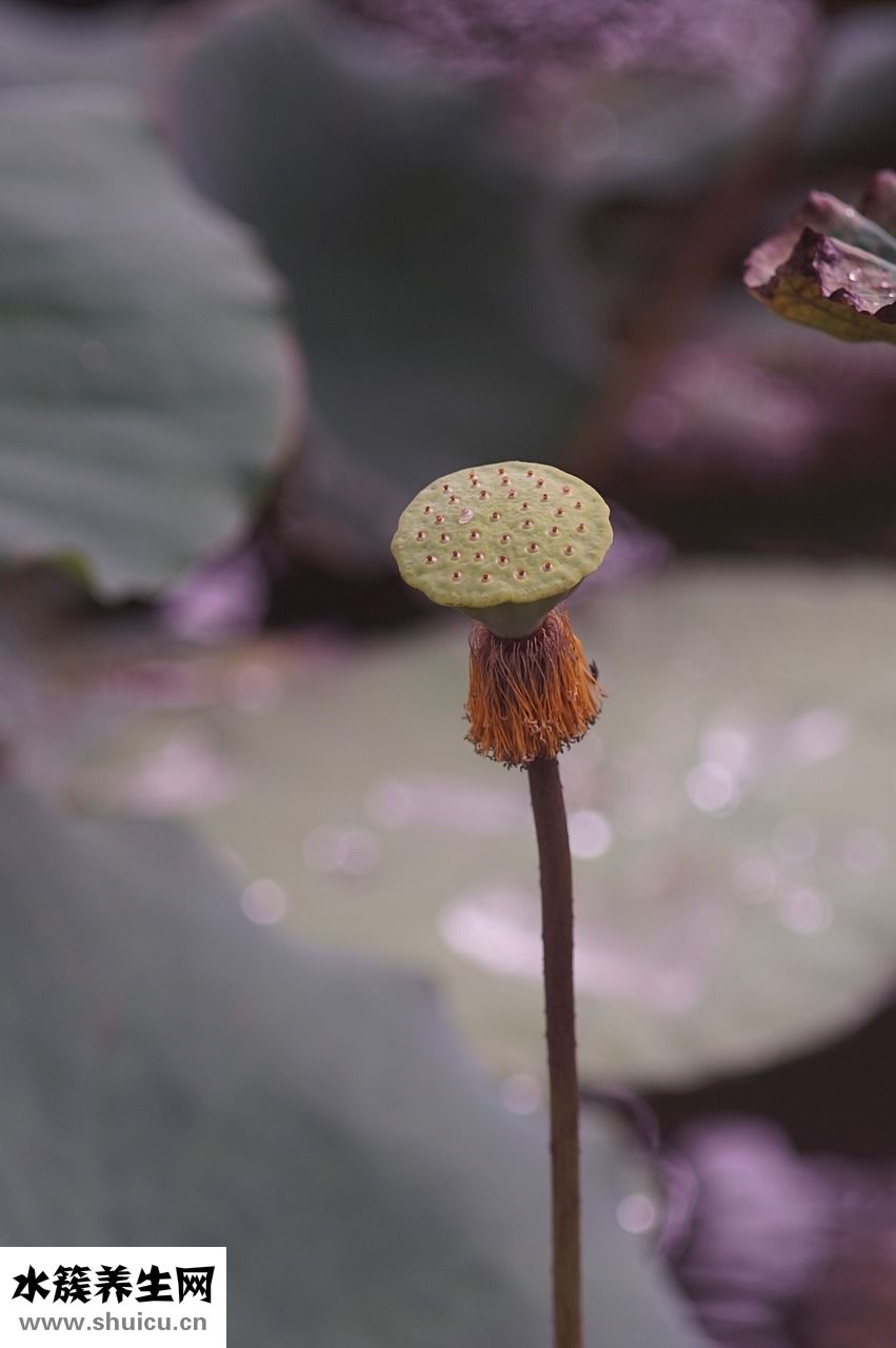 金环蛇怎么样