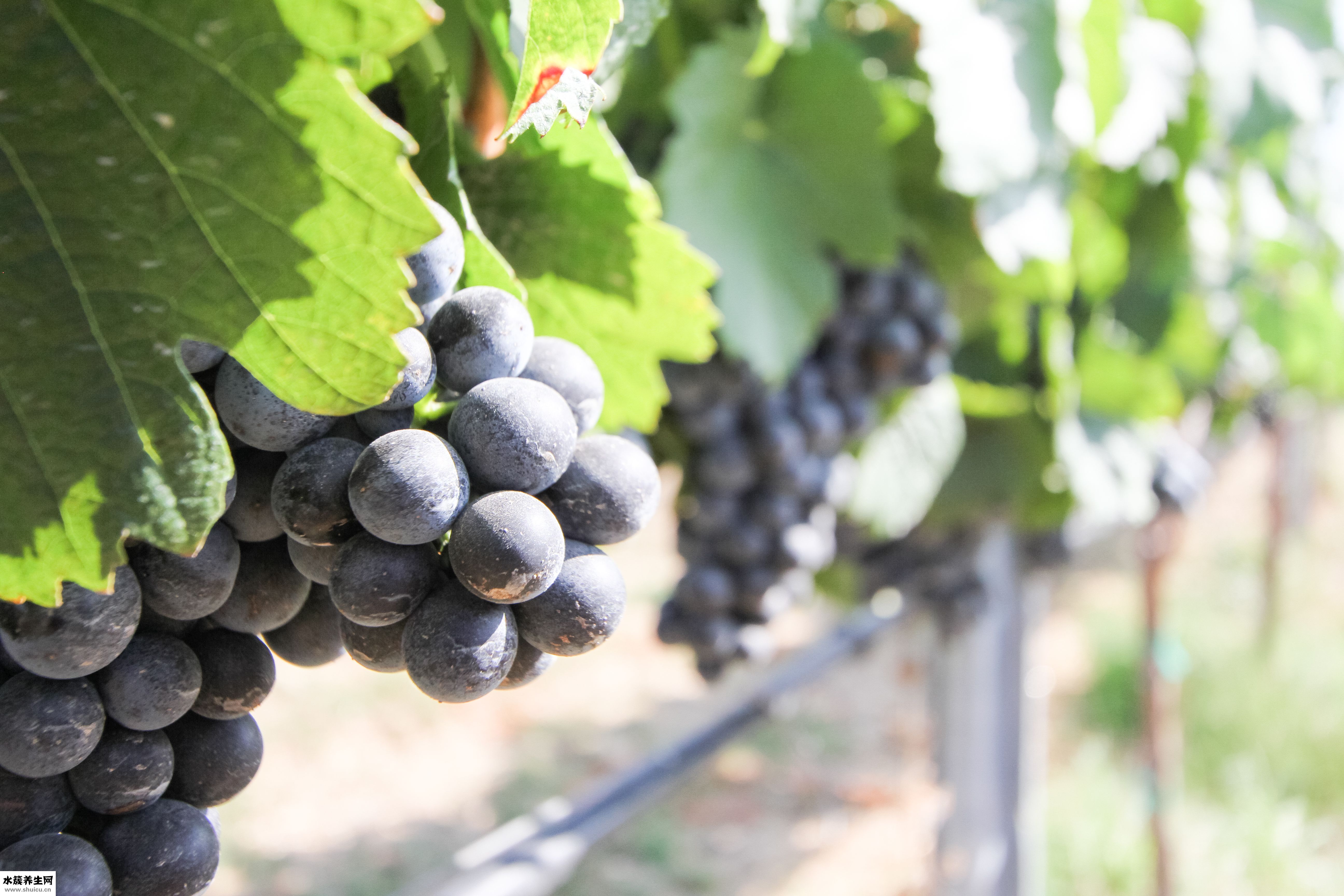 紫极先生看病怎么样