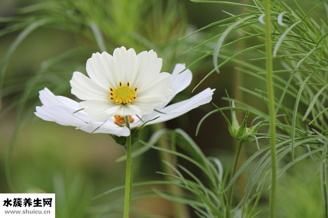 纱布尿布怎么样