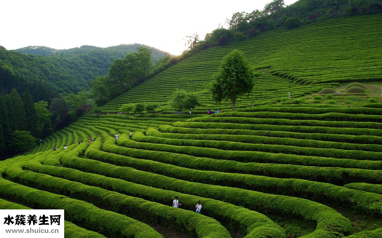 竹叶青属于什么茶
