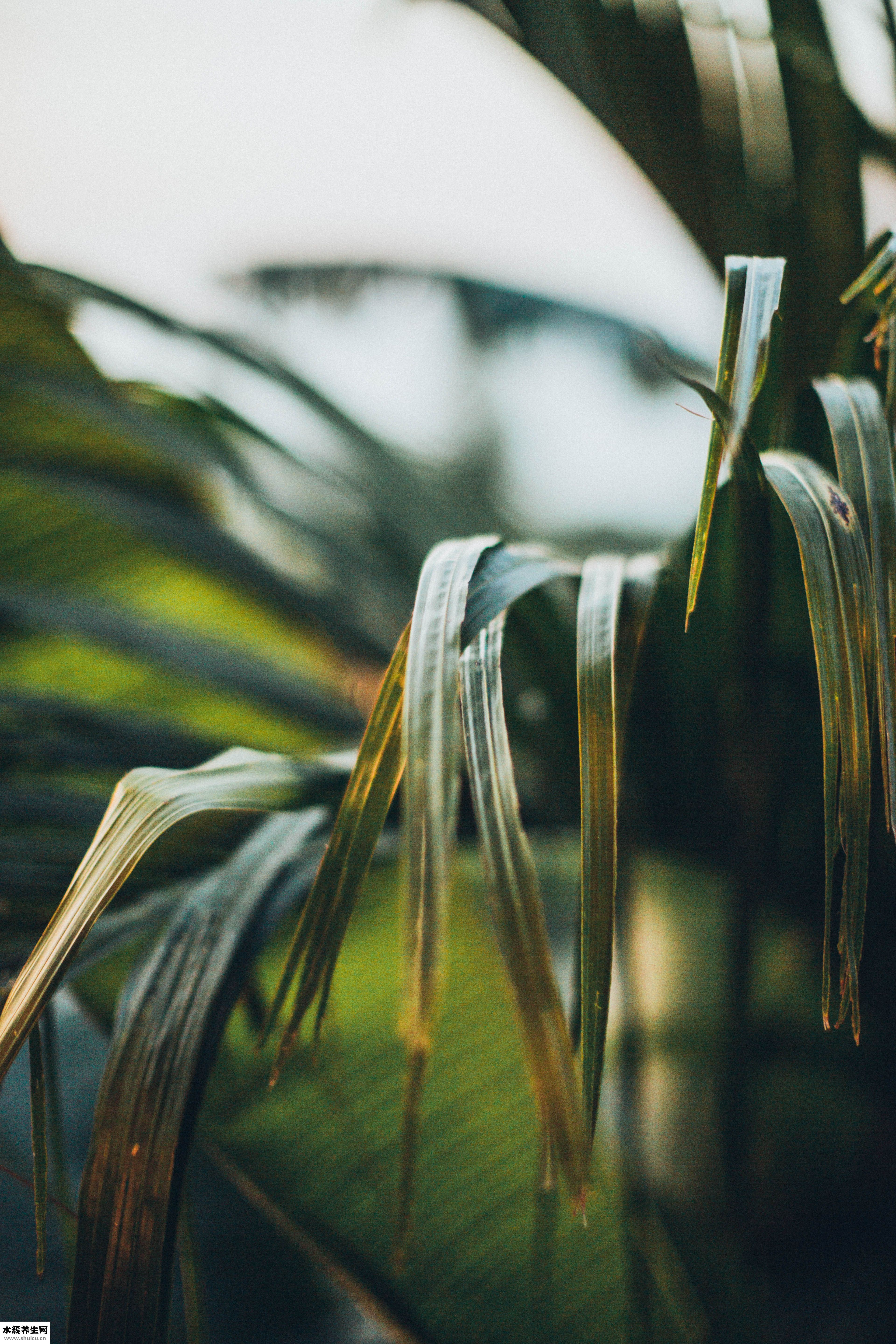 怎么使头发变软