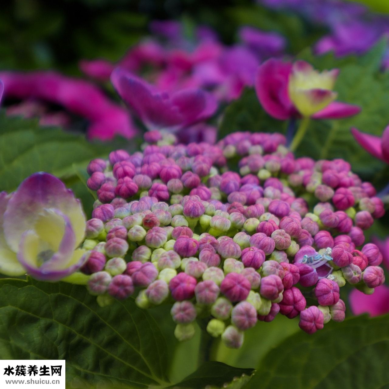 七色彩莲怎么获得