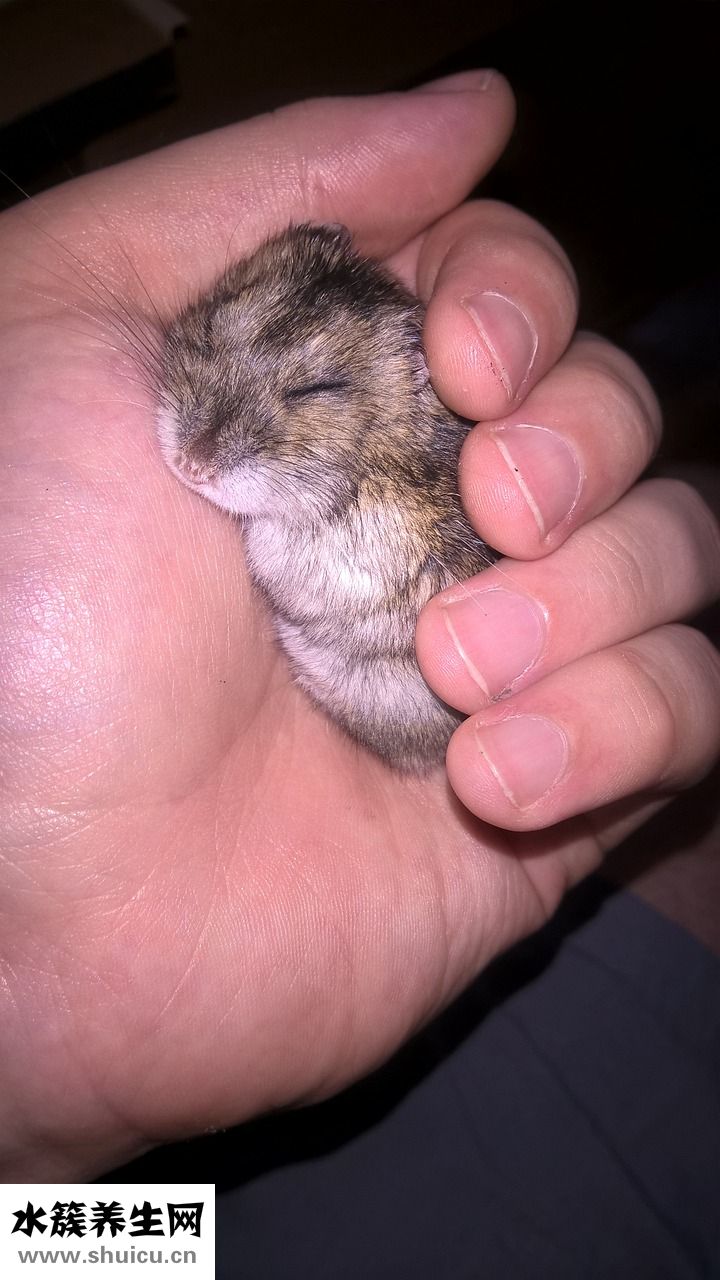 仓鼠怎么喂麦片
