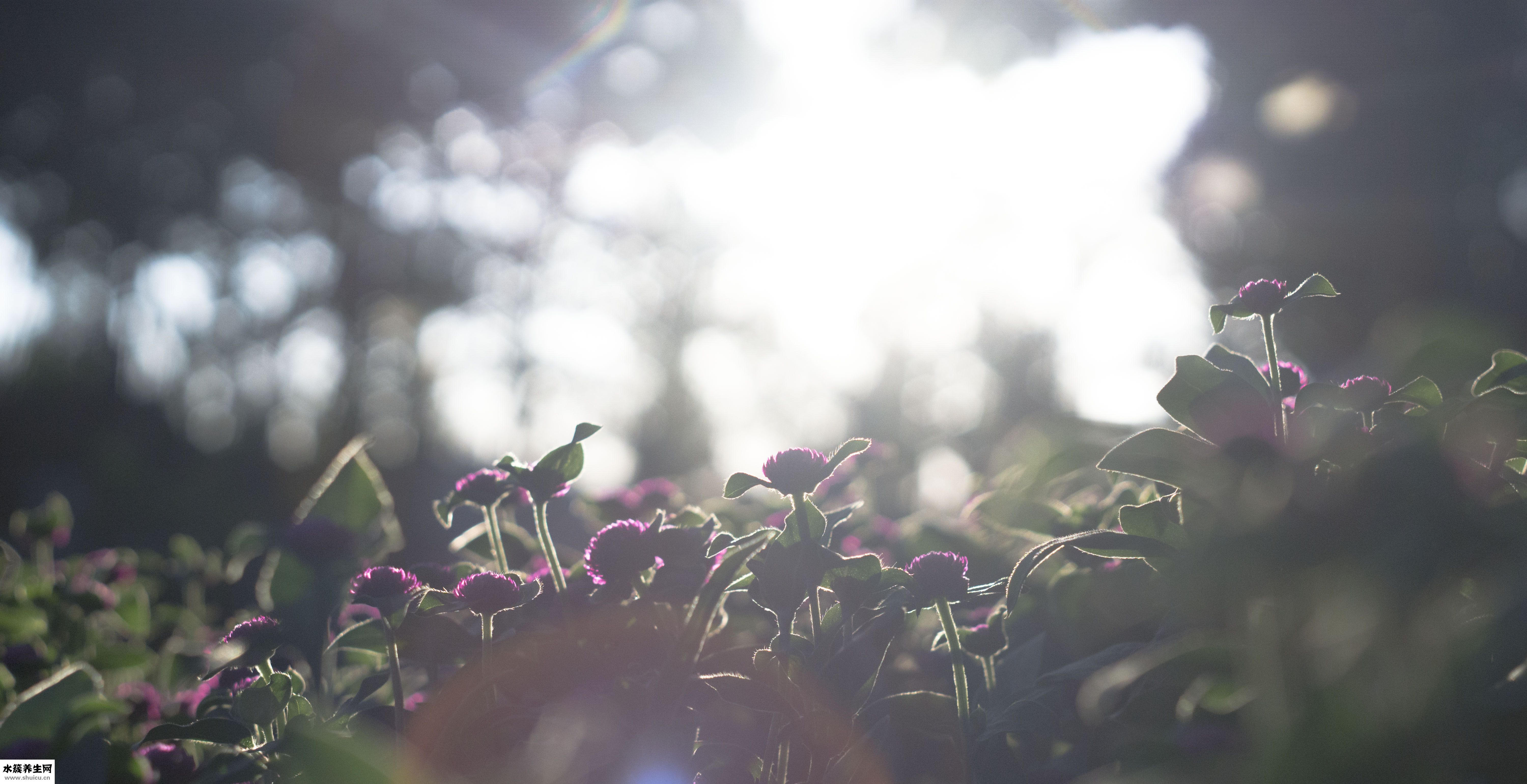 怎么做甜酸萝卜