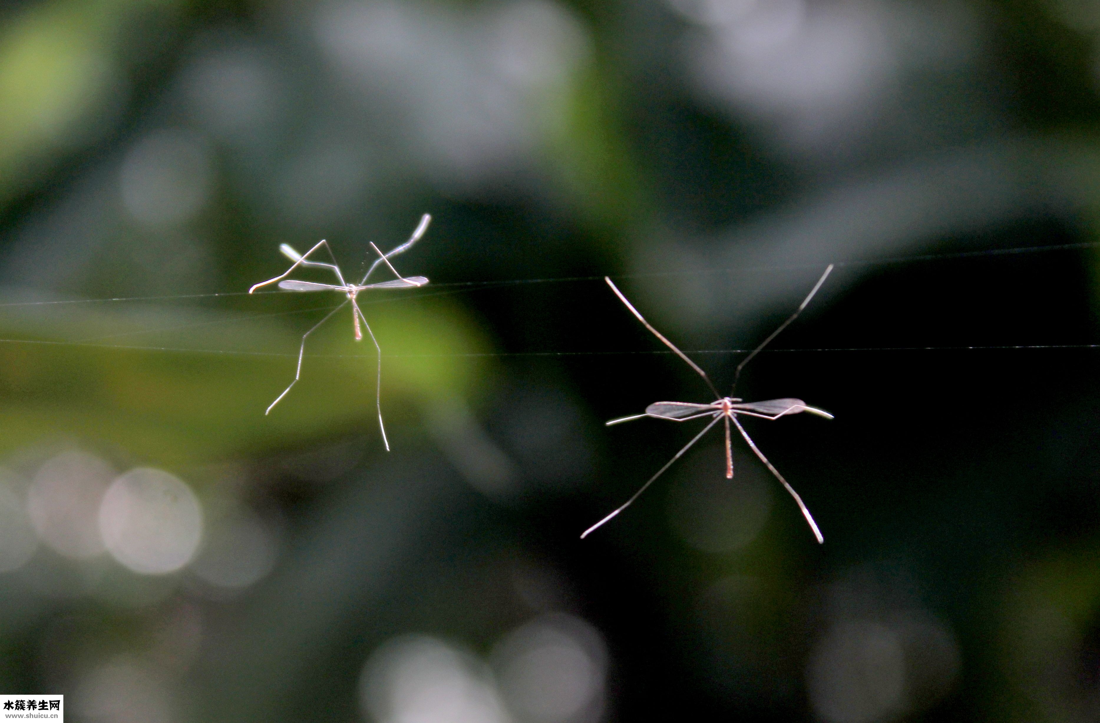 蚊子不咬我怎么回事