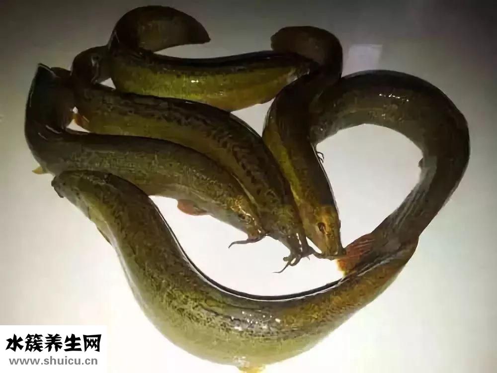 泥鳅粉怎么吃