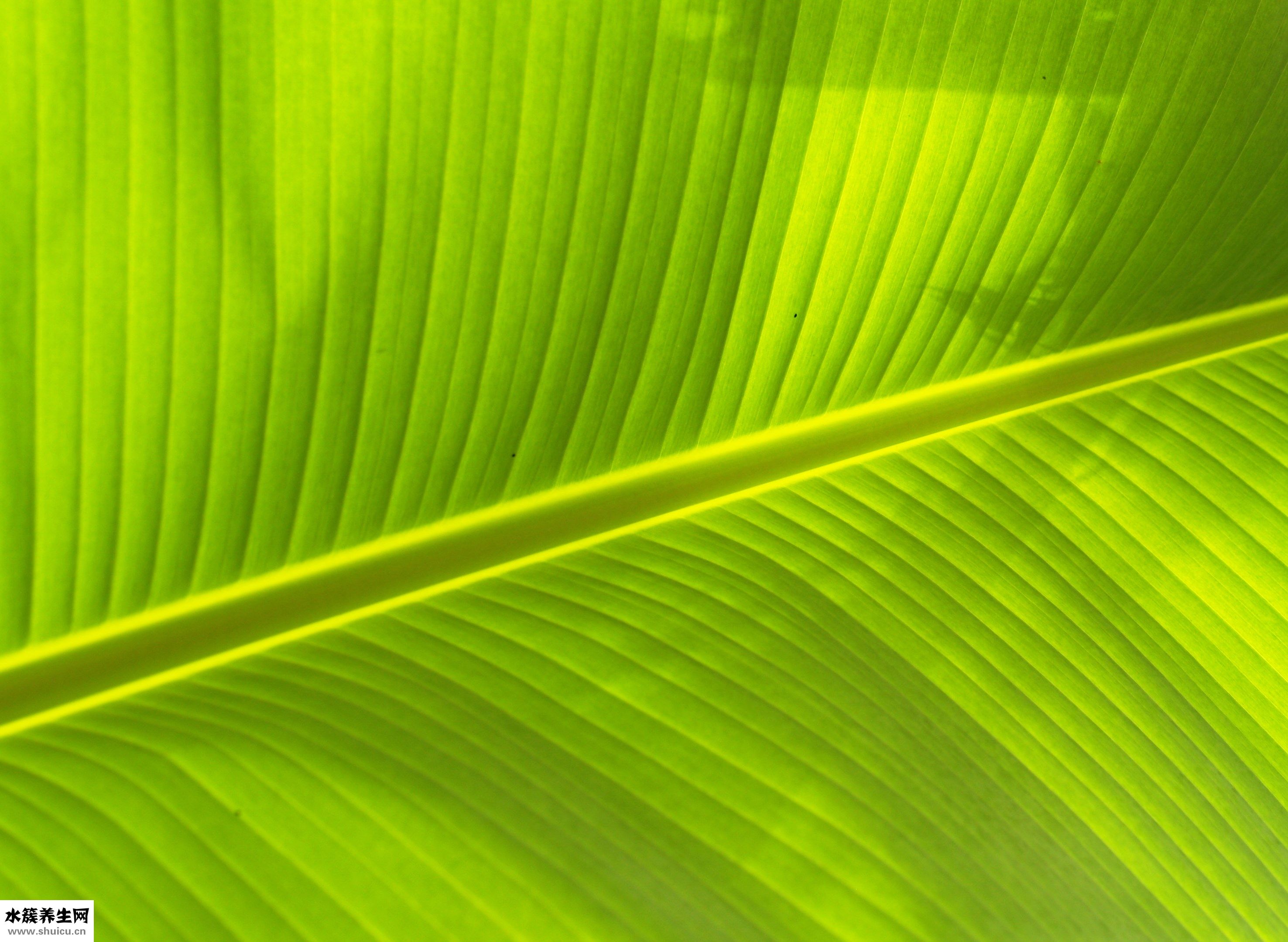 月子水果怎么吃