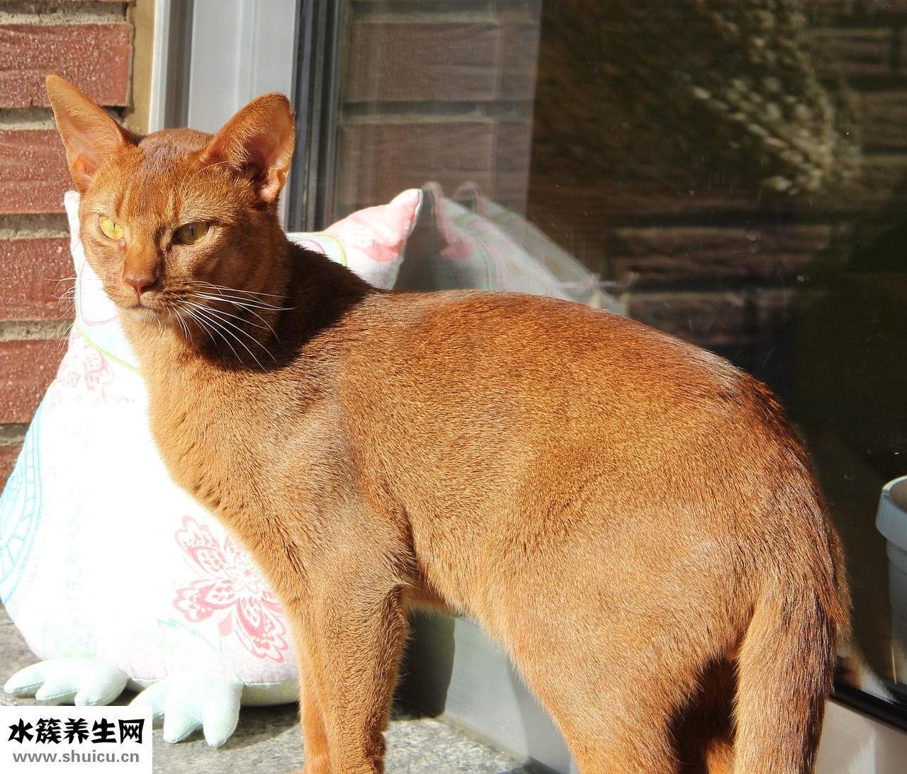 自己怎么染头发