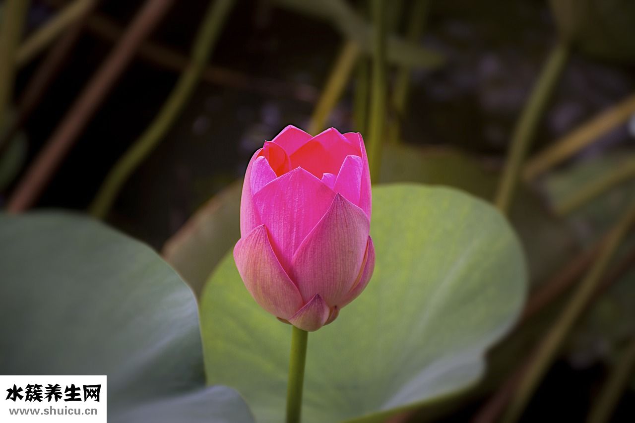 柳花怎么吃