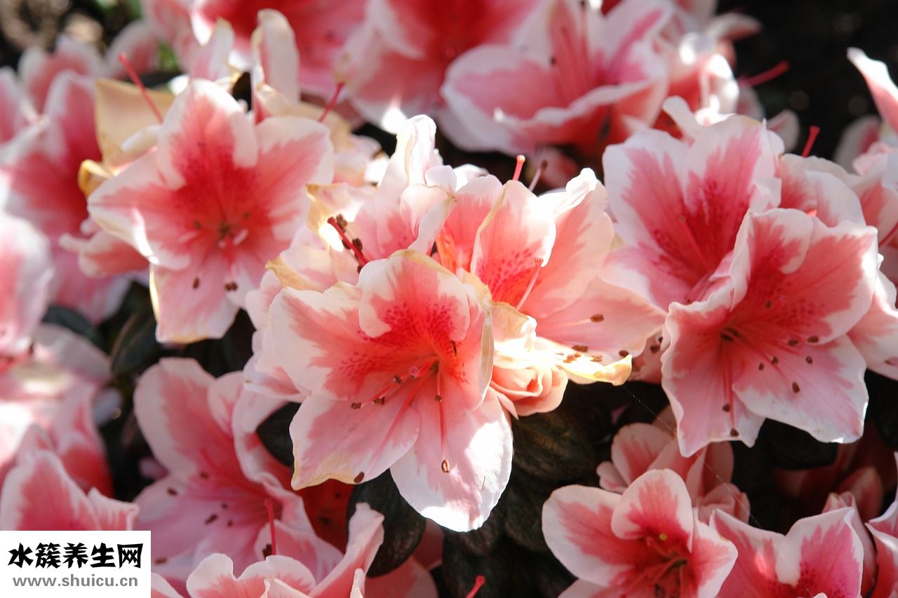 杜鹃花残花怎么