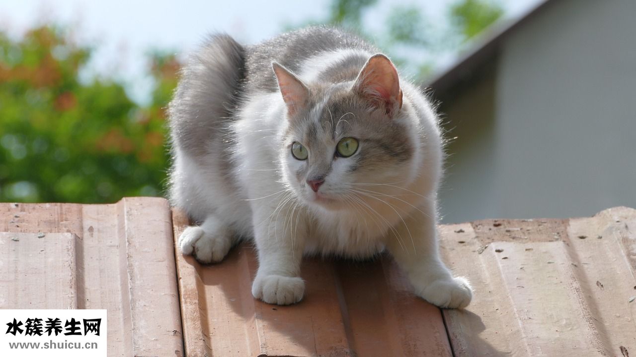 猫咪体温低怎么办