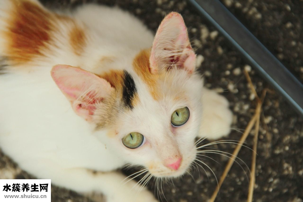 小猫丢了怎么找