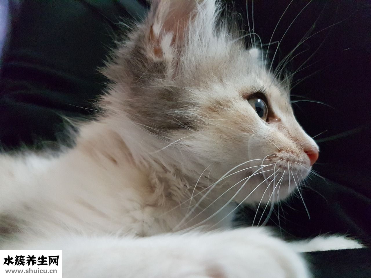 小猫丢了怎么找