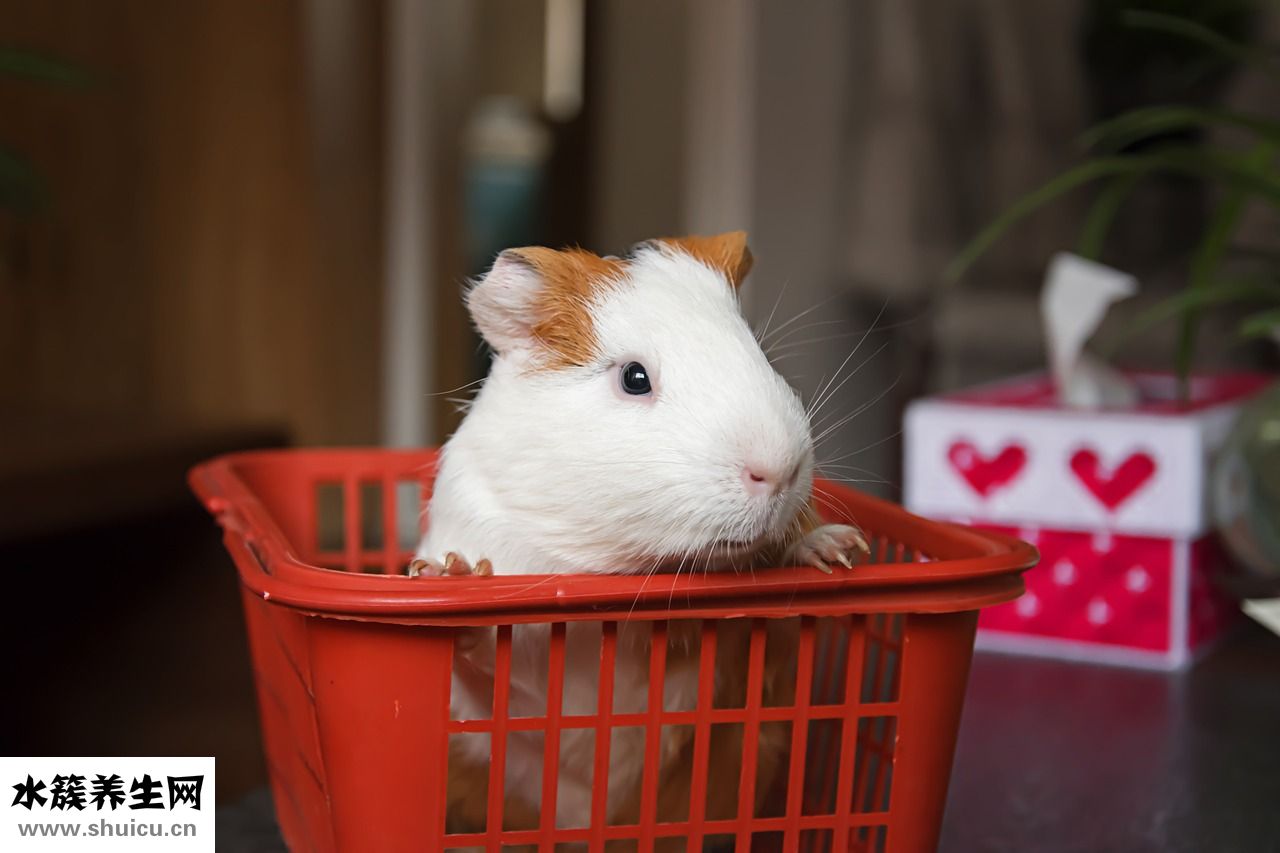 荷兰猪怎么玩