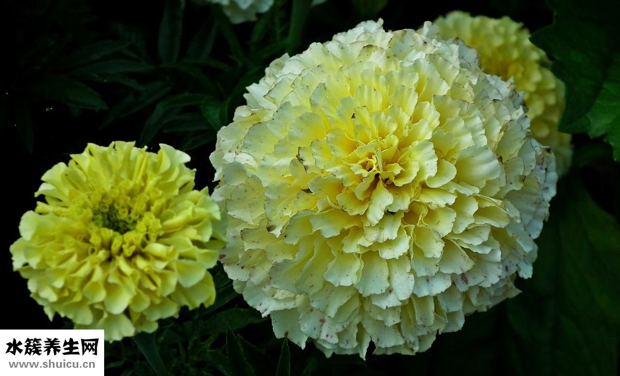 紫白菜怎么吃