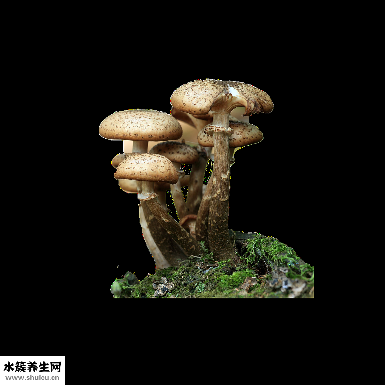 脚上水毒怎么治