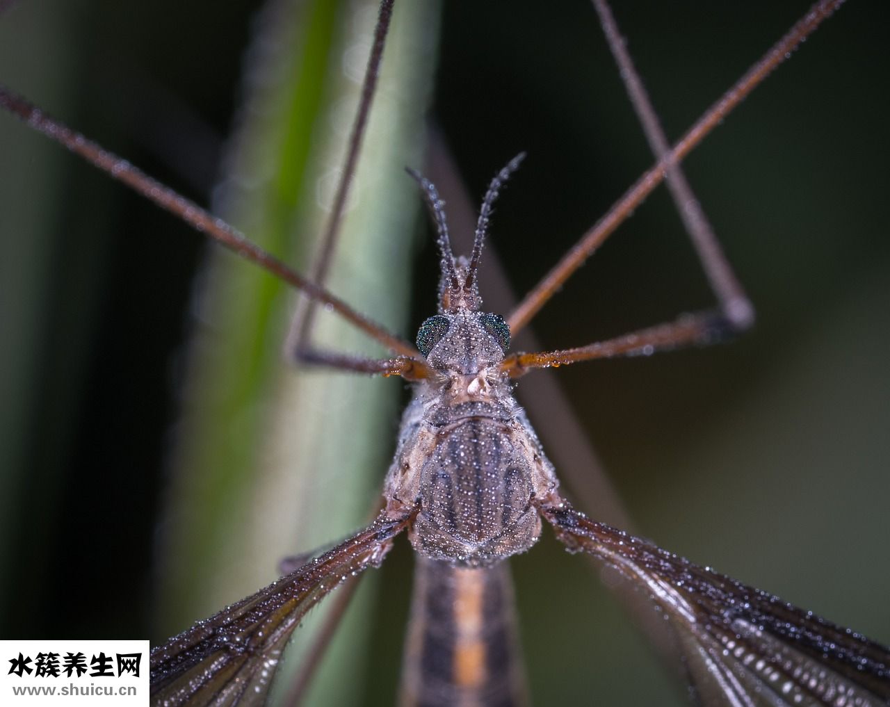 鱼缸里有蚊子怎么办