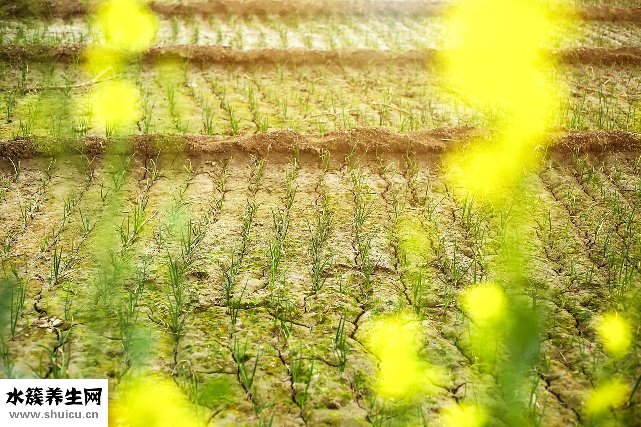 油种怎么用