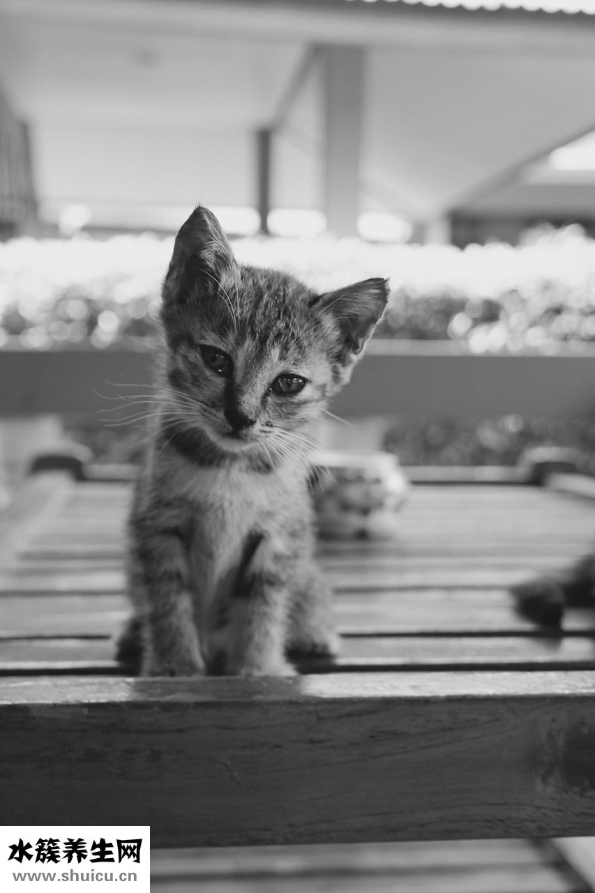 怎么把猫带公交车