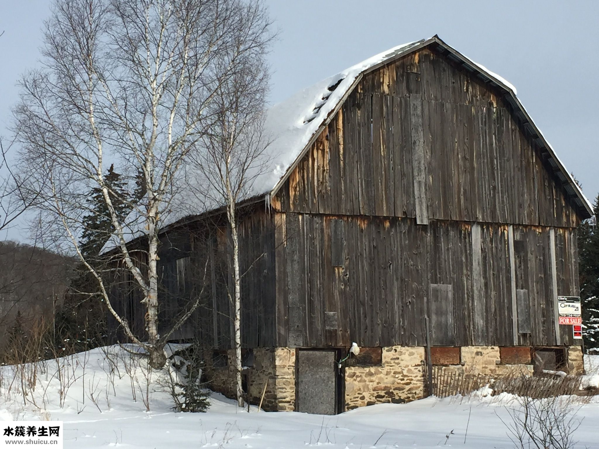 桦树胆的功效怎么吃