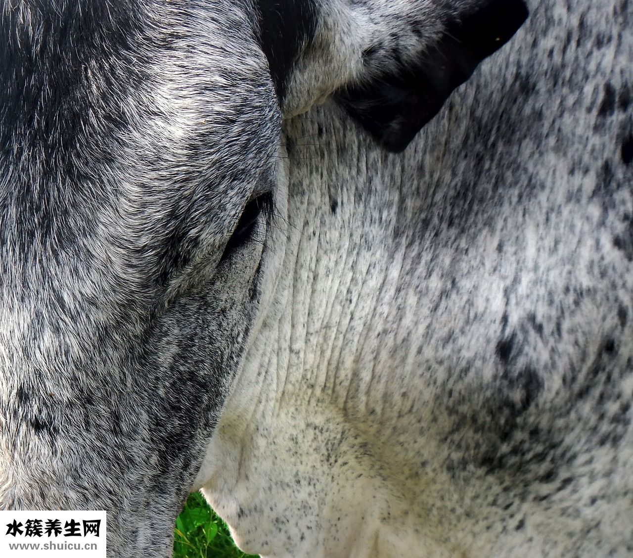怎么带猫咪散步