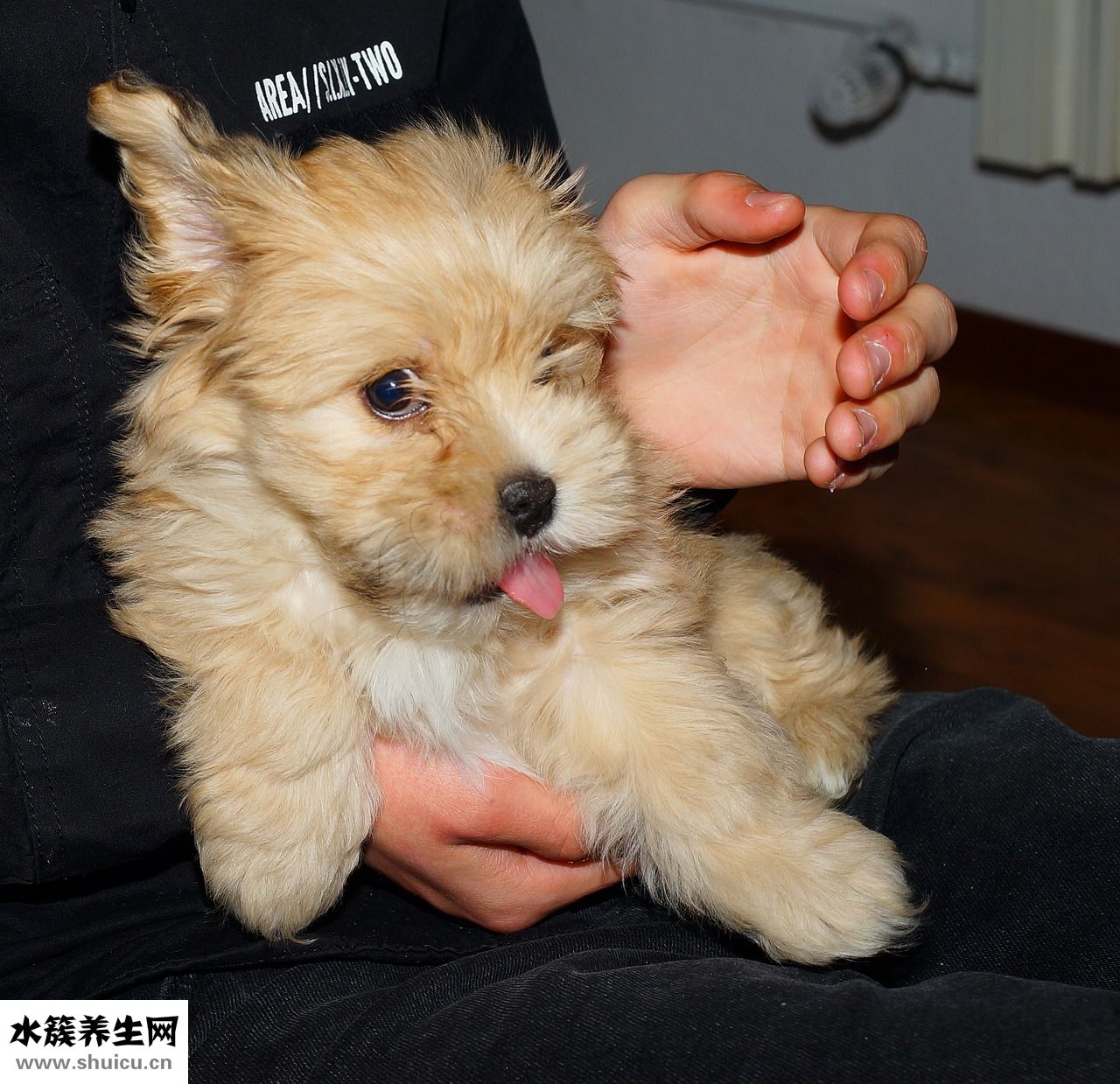 狗狗感冒了怎么办？可以吃什么药物治疗？