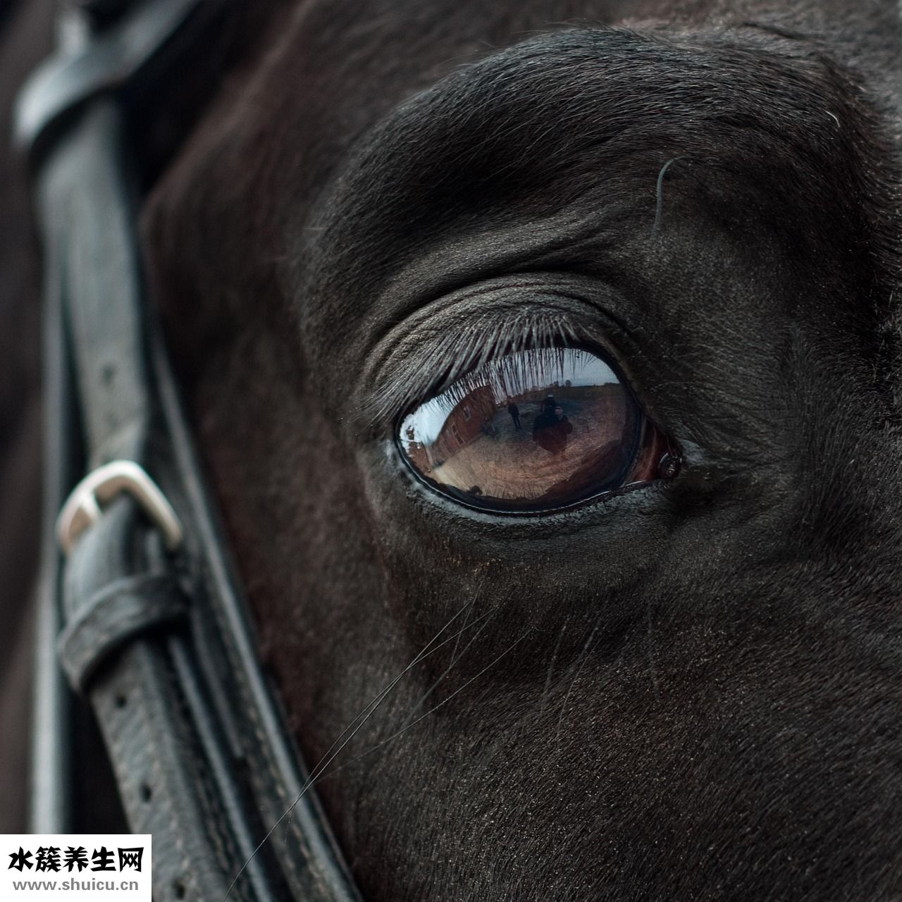怎么形容睫毛