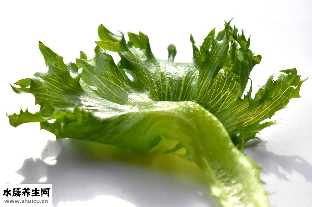 怎么挑选香菇
