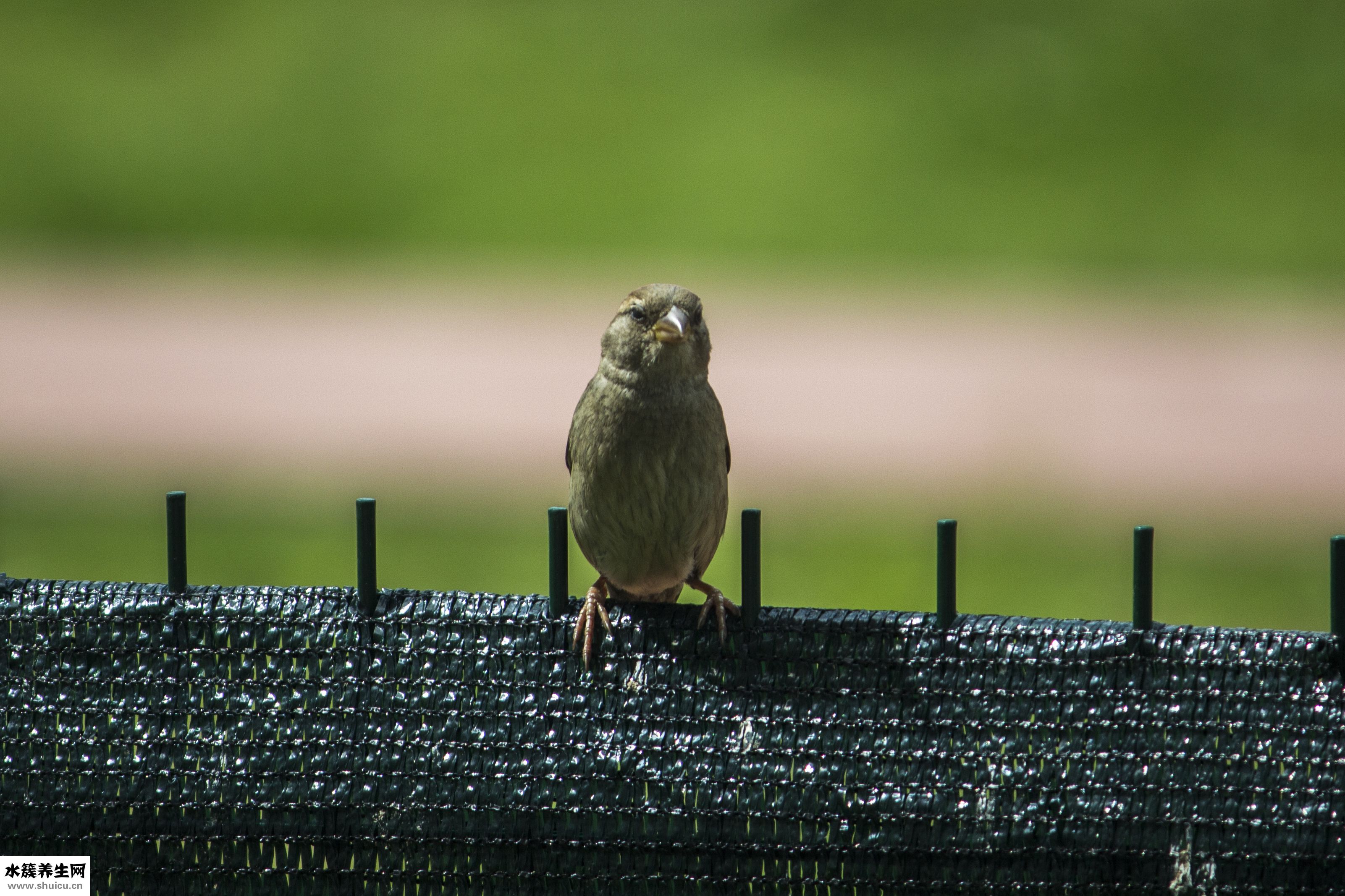 猫是怎么捉老鼠的