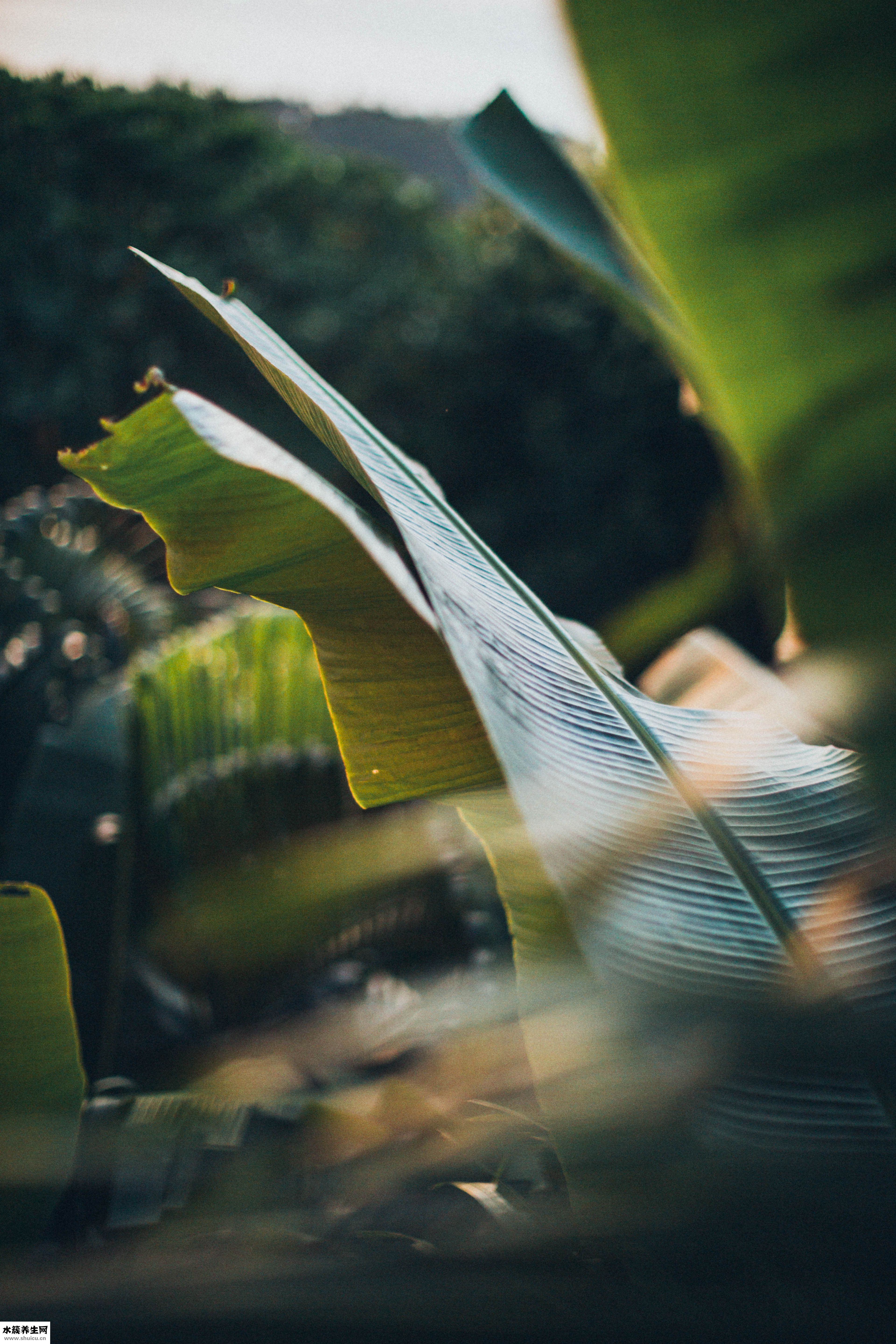 裤子沾毛怎么办