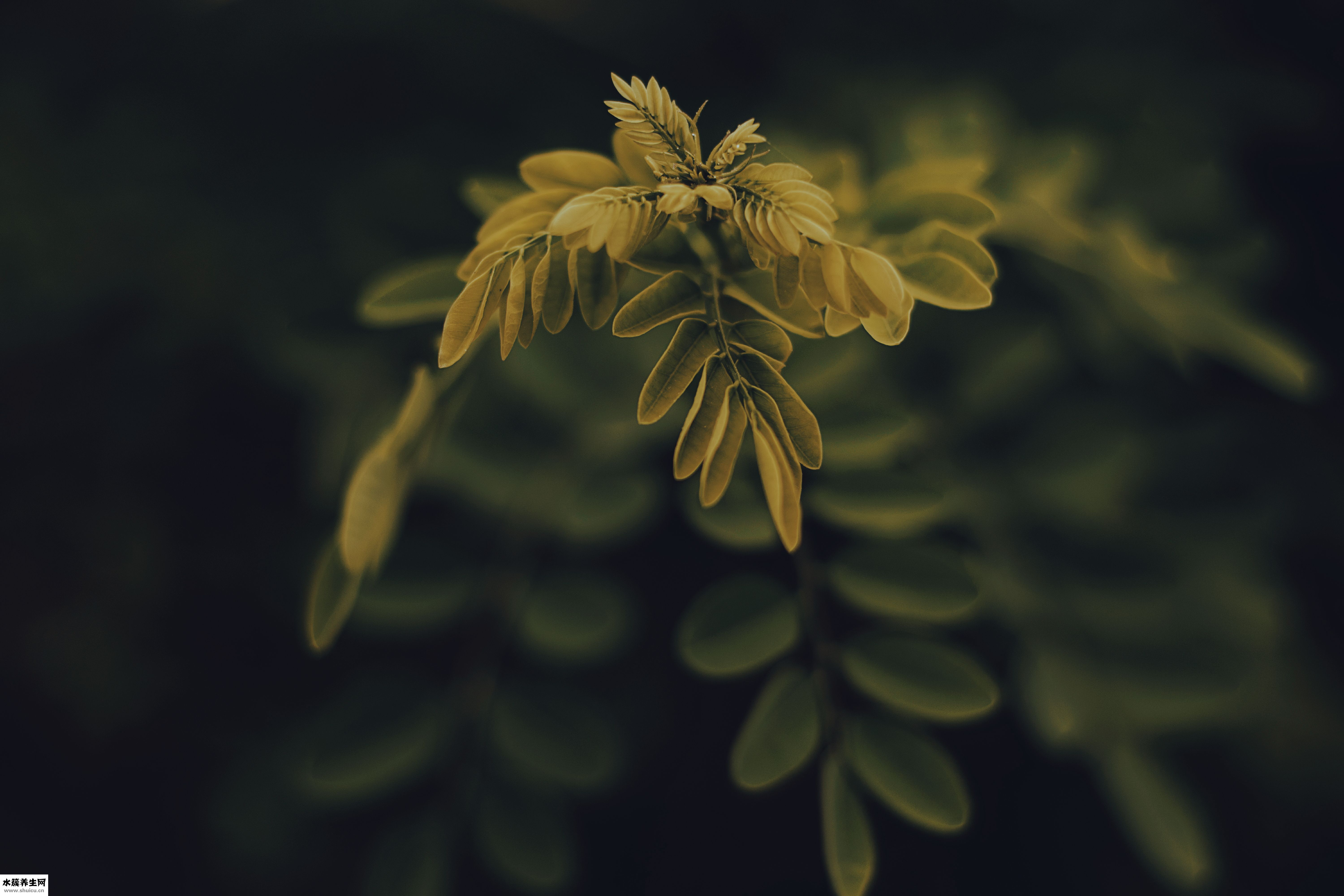 裤子沾毛怎么办