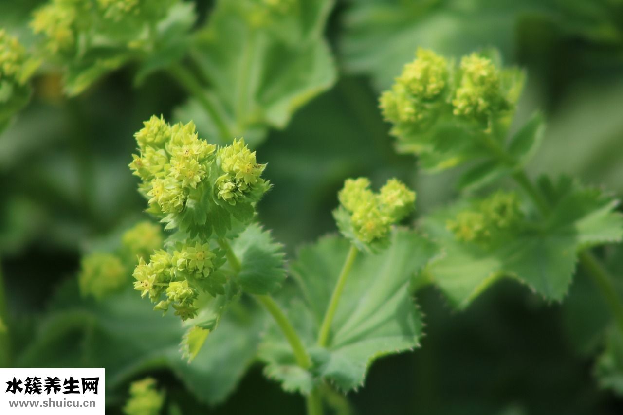 植物脑白金怎么吃