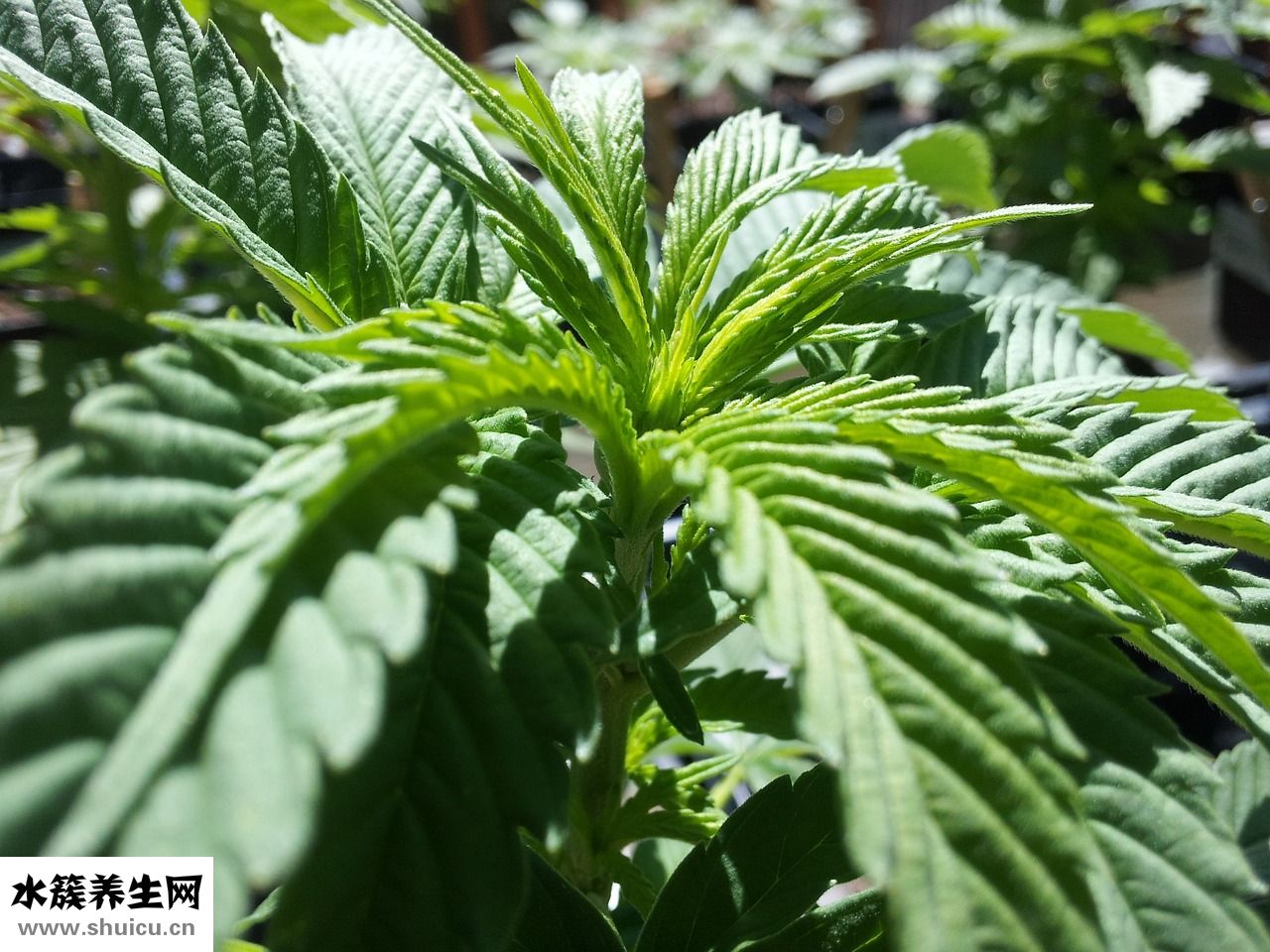 植物脑白金怎么吃