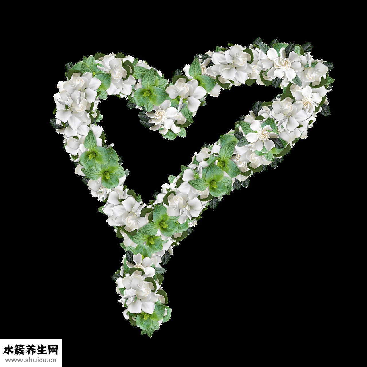 中药黄栀子怎么用