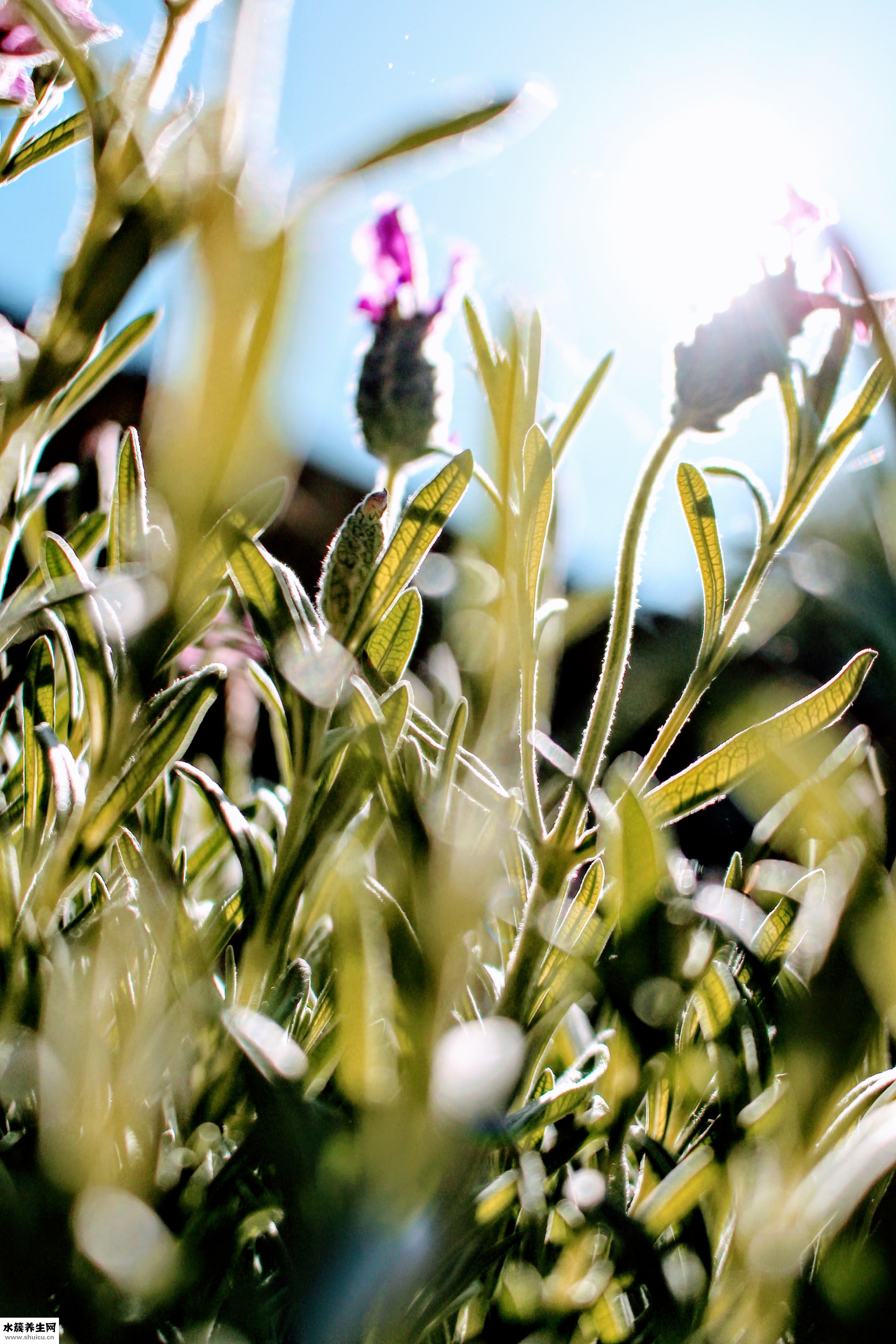 裤子沾毛怎么办