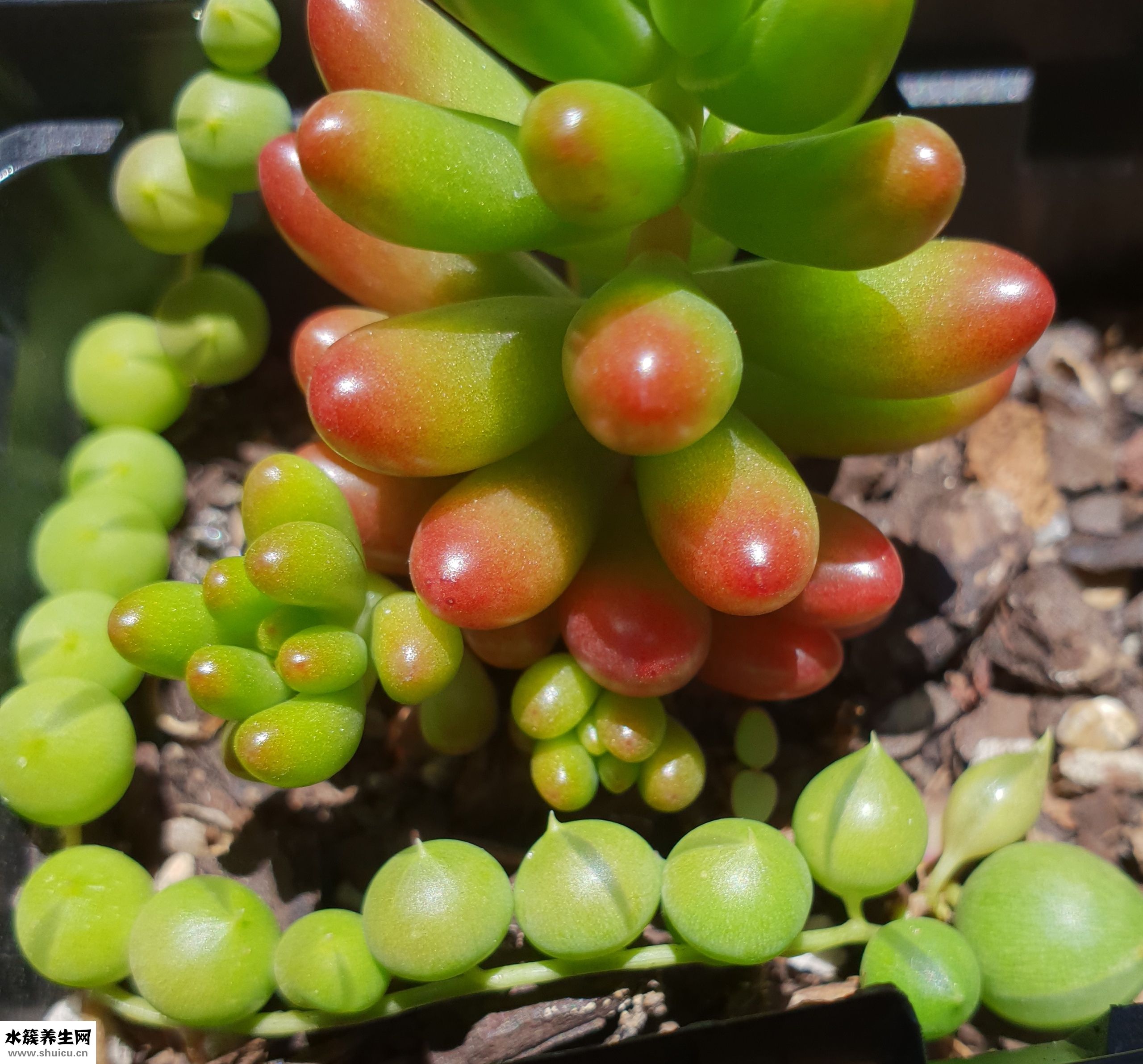 赖尿虾怎么剥皮