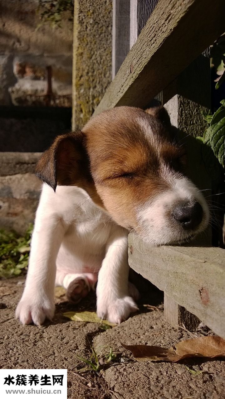 小狗吃撑怎么办