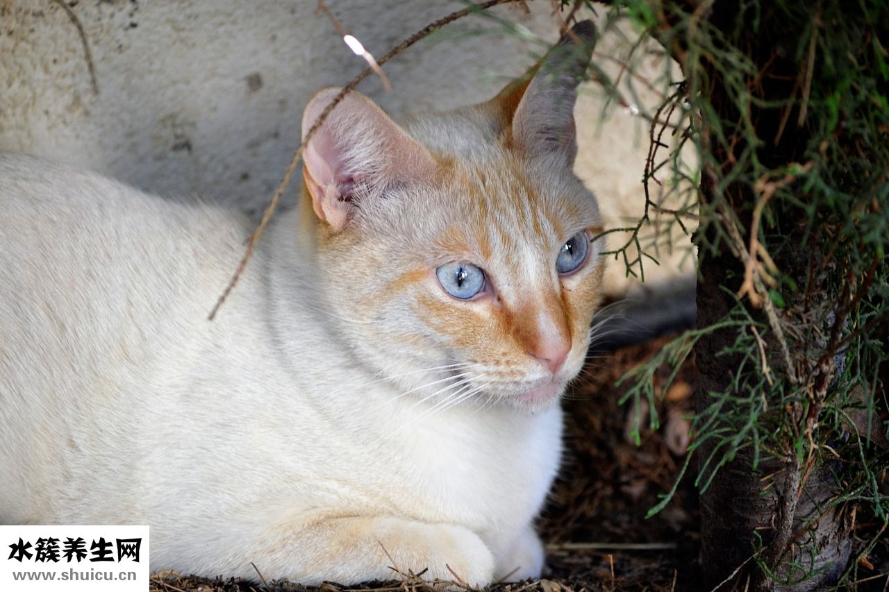 小猫吃撑了怎么办