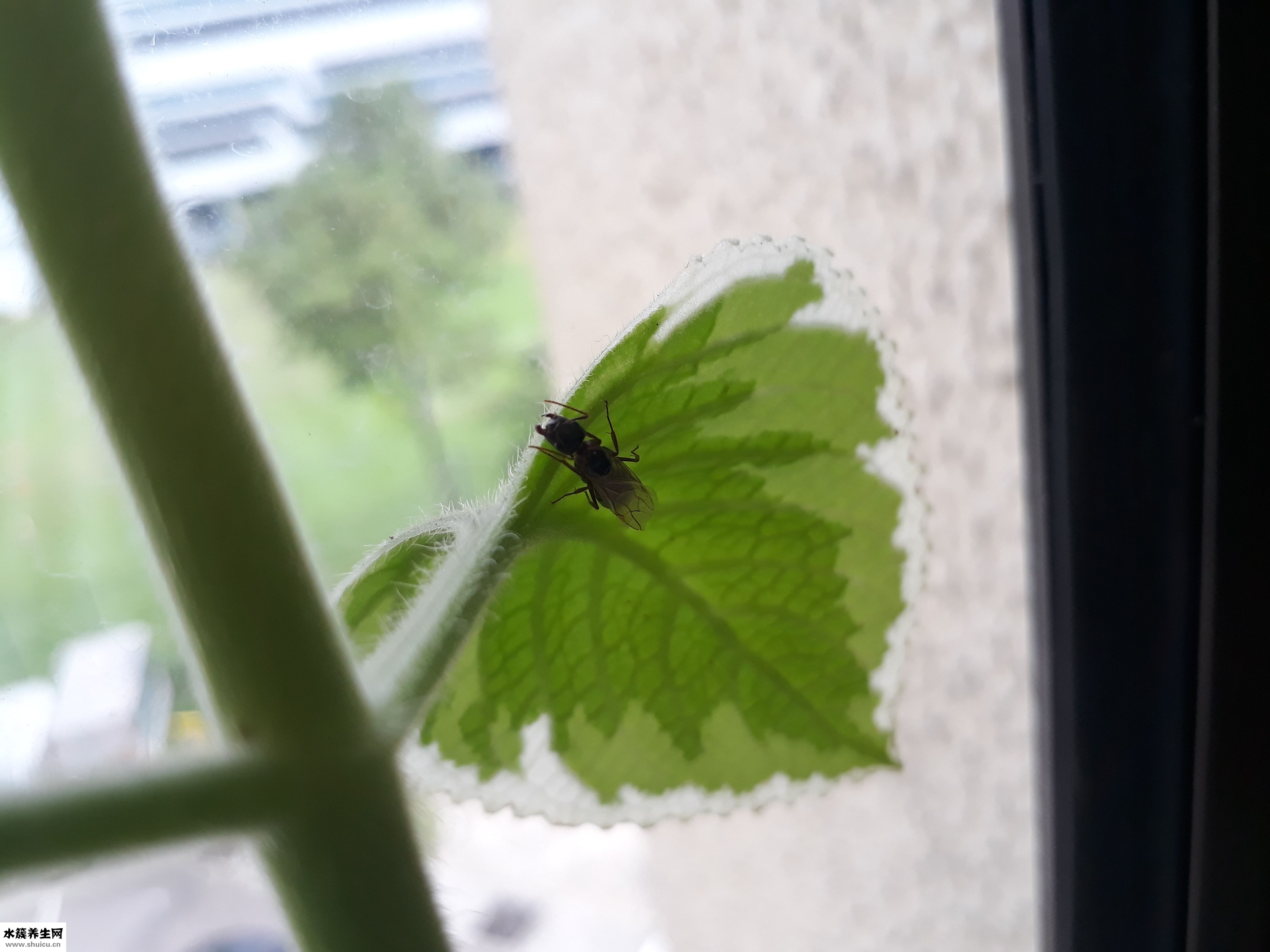 甲沟炎怎么放血