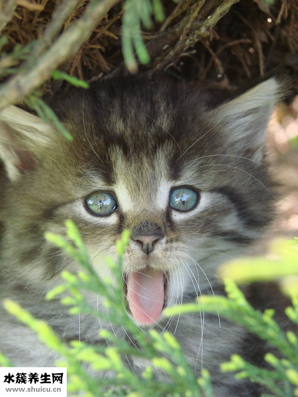 小猫吃撑了怎么办？可吃益生菌粉减轻肠胃不适症状