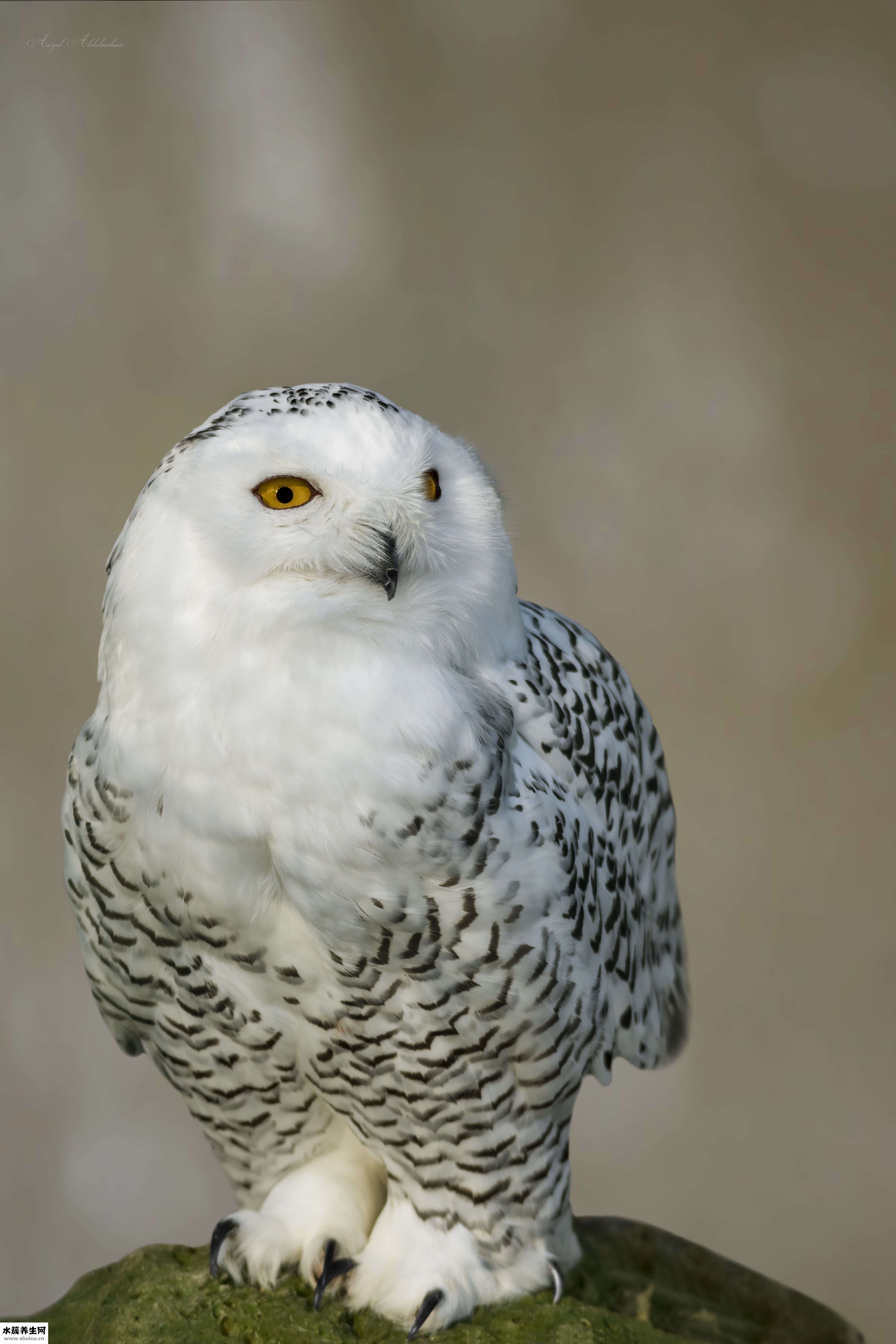 怎么形容猫头鹰