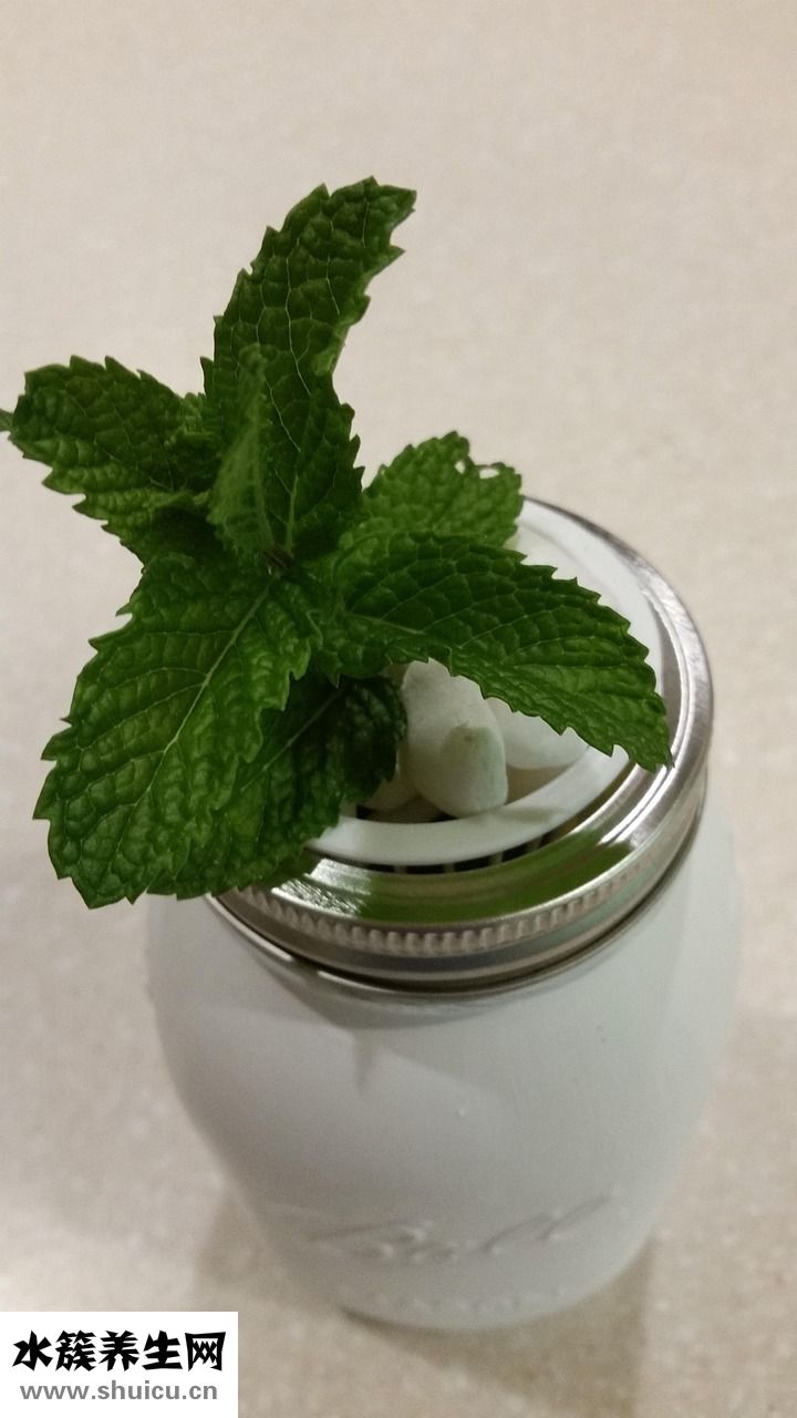 薄荷纯露怎么做