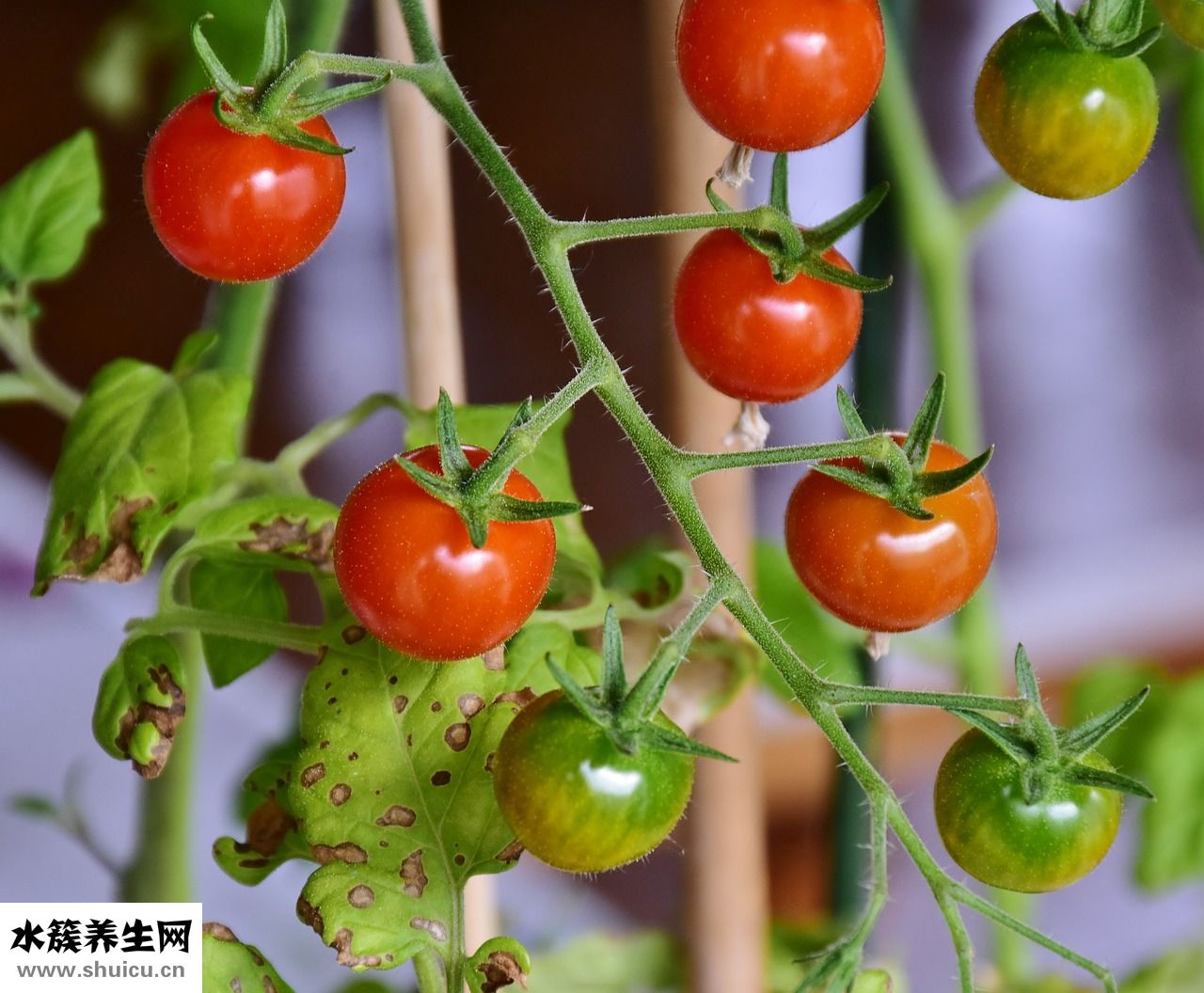 怎么腌制柿子