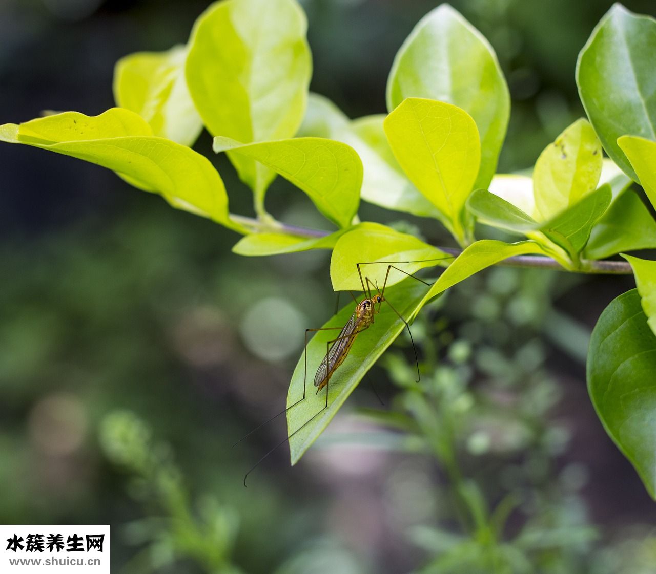 爱被蚊子咬怎么回事
