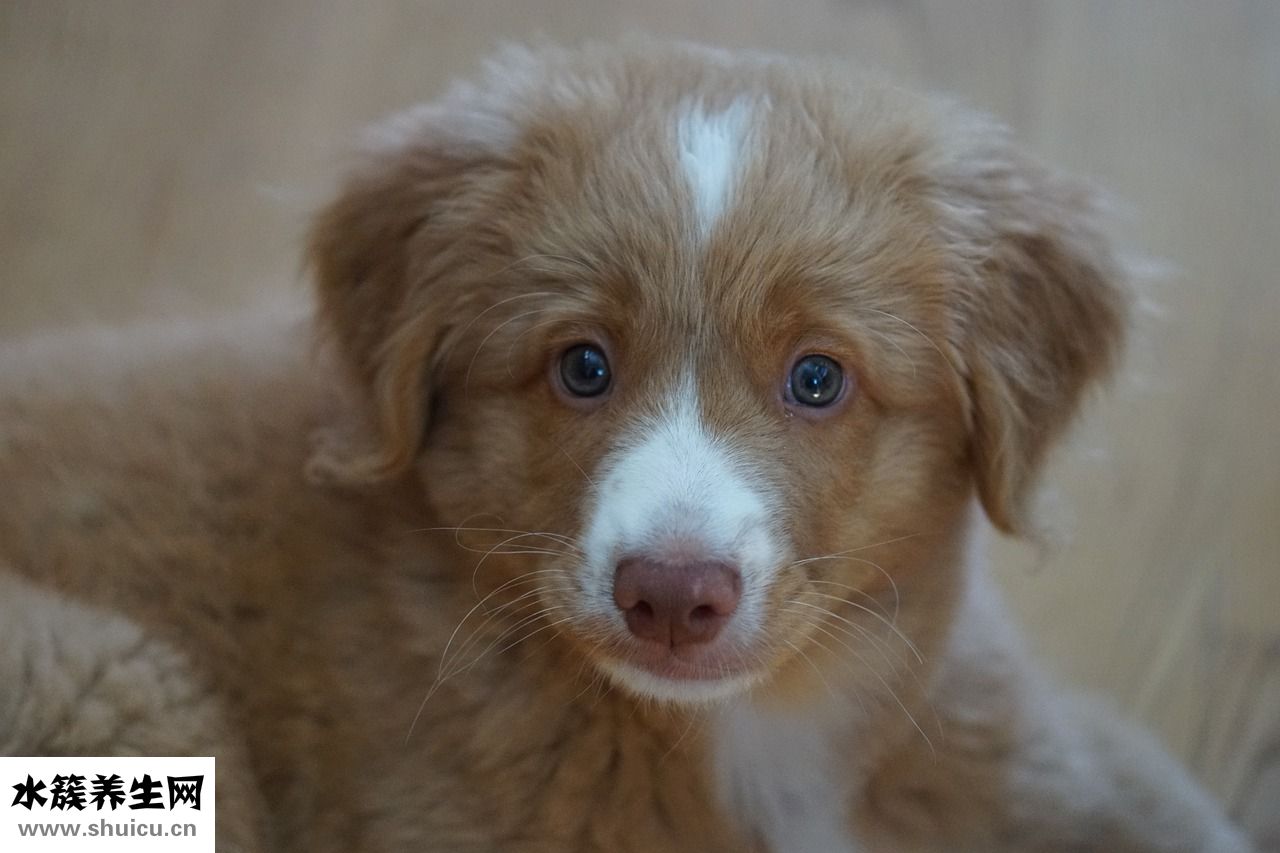 小狗吃撑怎么办