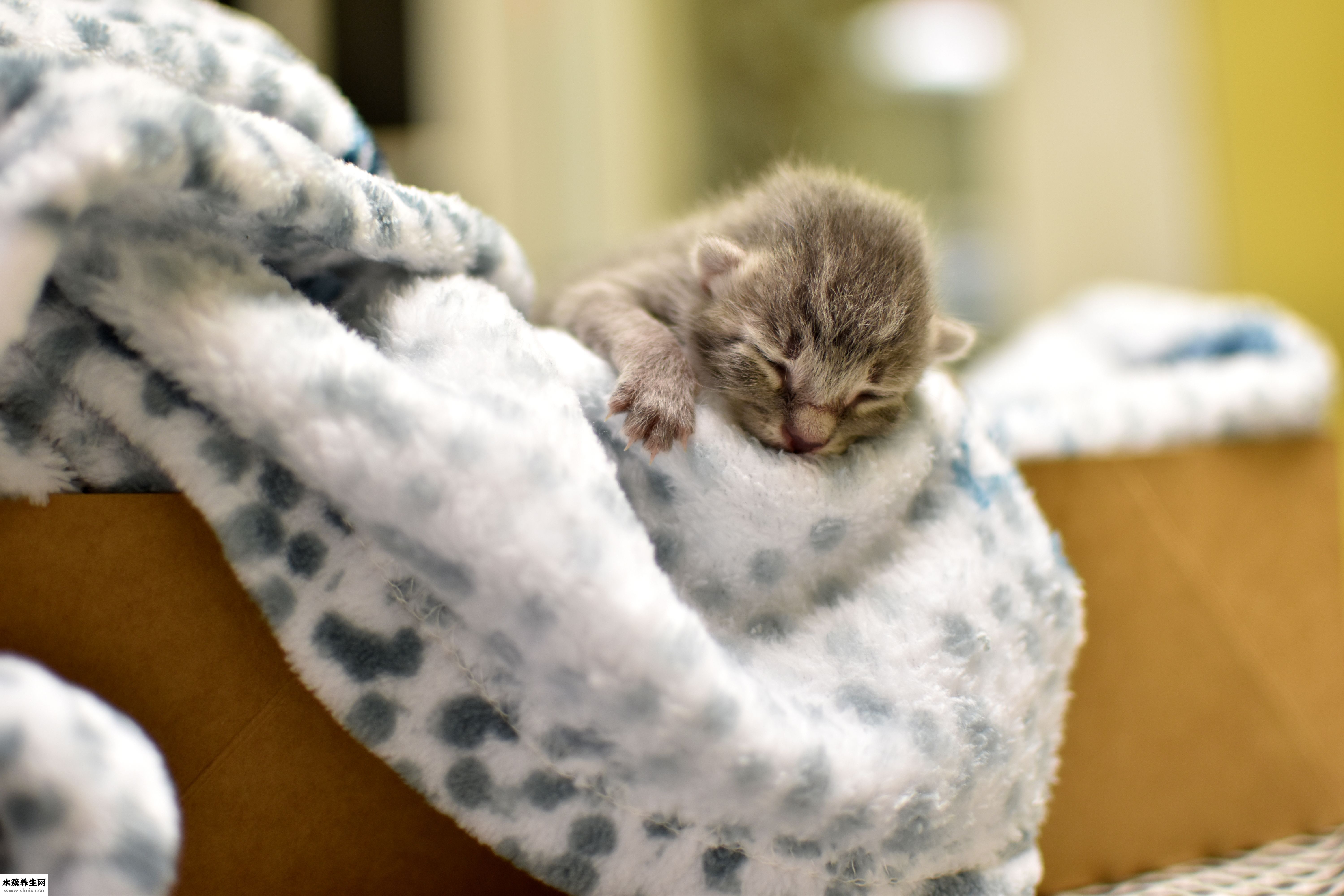 小猫涨肚怎么办