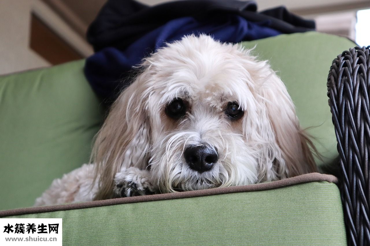 贵宾犬吐了怎么办