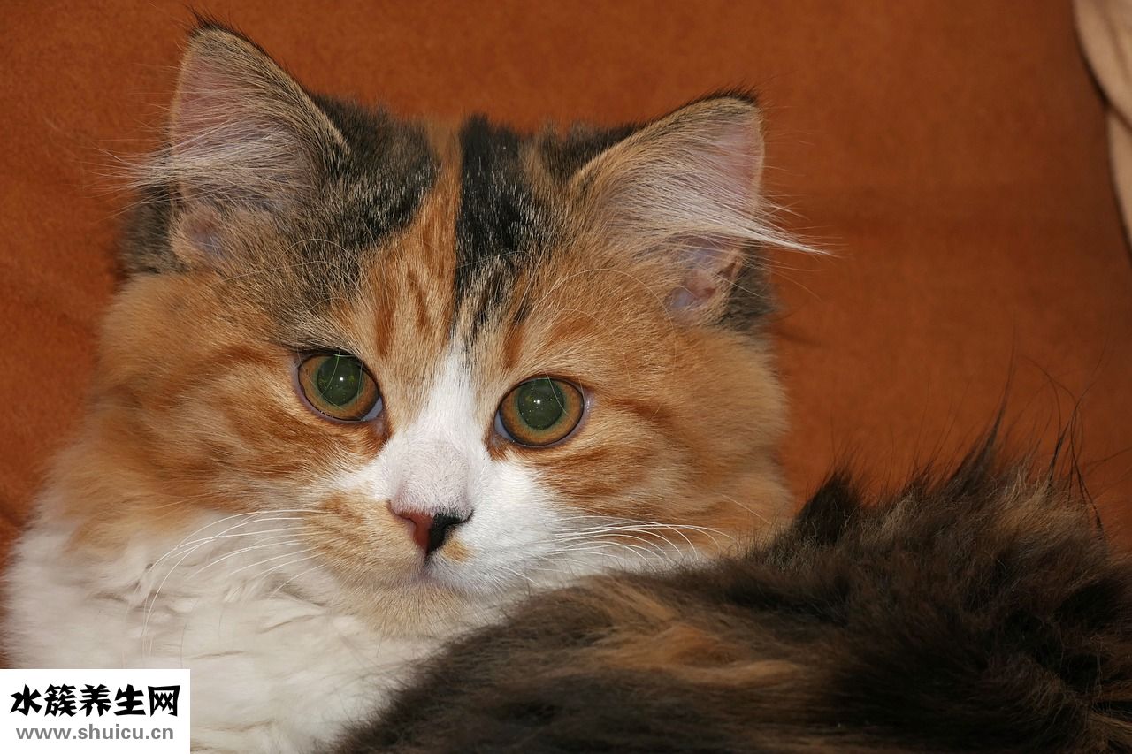 小猫涨肚怎么办